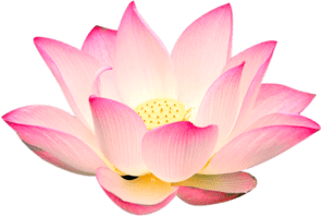 Pink-lotus-flower-transparent